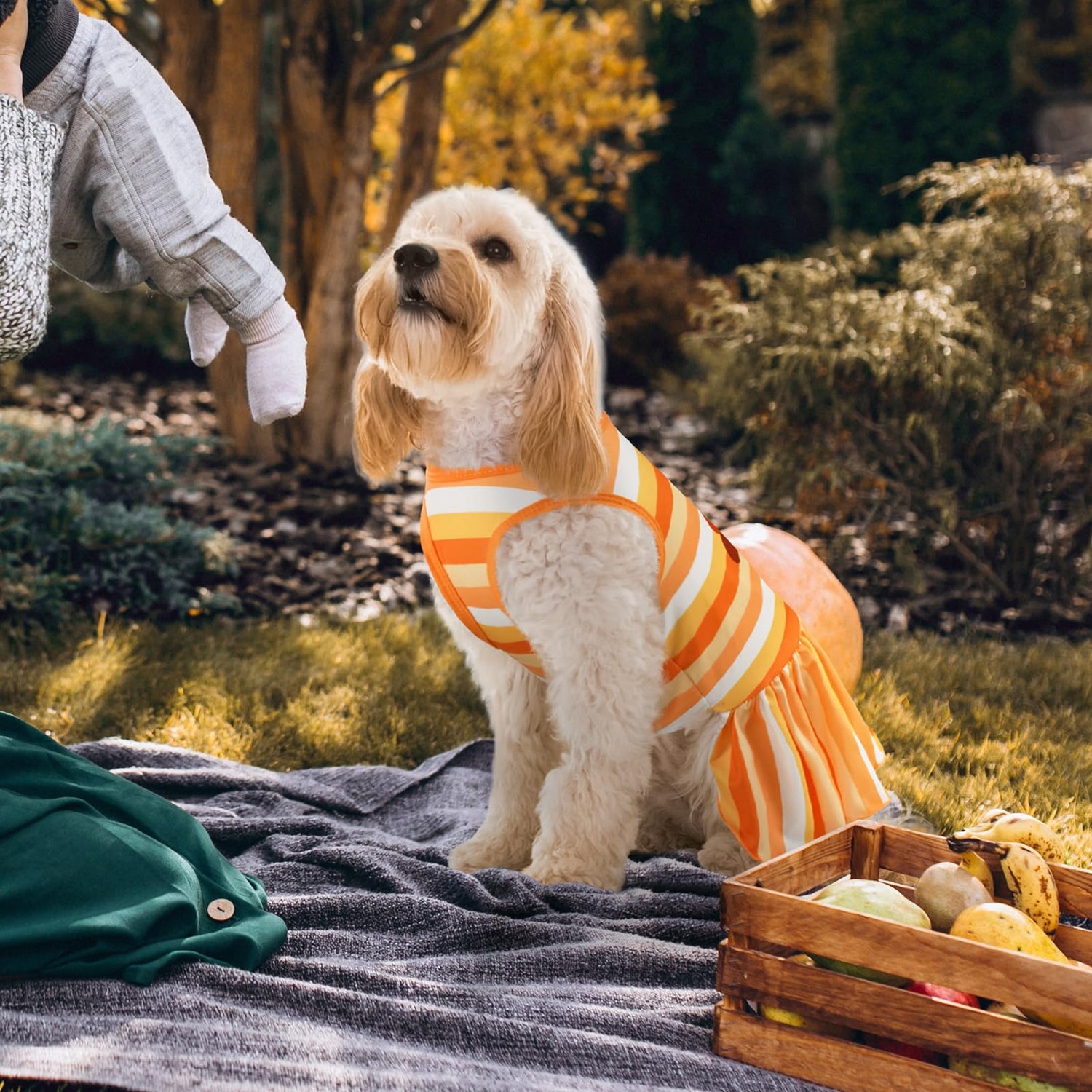 Dog New Years Costumes